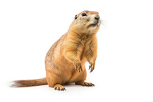 Image Of Prairie Dog On White Background. Mammals, Wildlife Animals, Illustration, Generative AI.