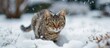 Young domestic cat playfully exploring snowy backyard.