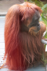 Wall Mural - Orangutans are the largest arboreal mammal, spending most of their time in trees. Long, powerful arms and grasping hands and feet allow them to move through the branches.