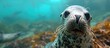 A cute seal off Southern California's Channel Islands surfaces and gazes at my camera.