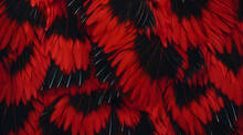 Scarlet Moth Feather Texture: Close Up Of Red And Black Feathers. The Feathers Are Arranged In A Zigzag Pattern