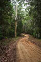 Canvas Print - dirt path through the forest