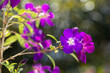 キラキラをバックに紫のノボタンの花
