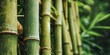 Close up on Bamboo forest texture web background - Generative ai