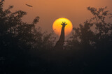 Fototapeta Sawanna - afrykańskie safari z żyrafą na tle słońca i czerwonym niebem