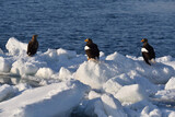 Fototapeta Na sufit - Bird watching with floating ices in winter