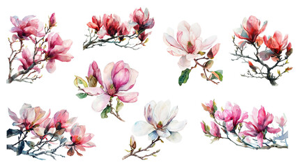 a collection of watercolor painted magnolia branches in various blooming stages, suitable for spring