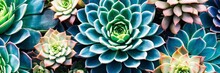 Green And Blue Colorful Succulents Texture. Desert Plants Background. Top View Bright Cactuses, Gardening, Horticulture Theme. Wide Screen Wallpaper. Panoramic Web Banner With Copy Space For Design.
