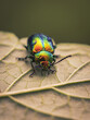 Erzfarbene Erlenblattkäfer (Chrysomelidae)