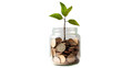 Plant growing from coins in glass jar isolated on transparent and white background.PNG image.