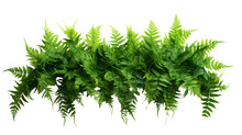 Green Leaves Tropical Foliage Plant Bush Of Cascading Fishtail Fern Isolated On Transparent And White Background.PNG Image.