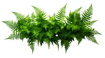 Wall Mural - Green leaves tropical foliage plant bush of cascading Fishtail fern isolated on transparent and white background.PNG image.