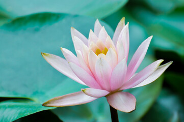 Wall Mural - blossoming pink lotus and waterlily flowers in pond