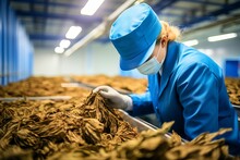 Bulk Storage Of Tobacco Leaves In A Warehouse, As Part Of The Preparation Process For Distribution To Manufacturers