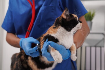 Wall Mural - Veterinarian doctor examines beautiful adult cat. Portrait of happy male veterinarian with cute white tabby cat at office. Asian, African veterinarian