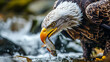 The bald eagle eats fish