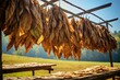 In the traditional air-drying method, tobacco leaves drape on outdoor racks, slowly curing in the sun