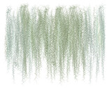 Fototapeta  - abstract background, Spanish moss separates from the white ground.