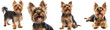 Happy Yorkshire Terrier (Yorkie) dog collection, standing, portrait, sitting, lying, isolated on a white background, animal bundle