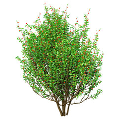 Sticker - 3D Rendering Boxwood Bush on White