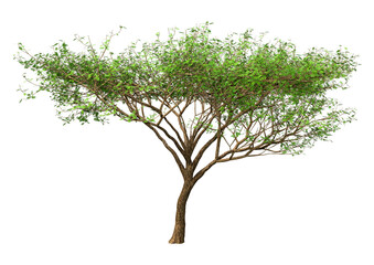 3D Rendering Acacia Tree on White