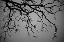 Monochrome Of Bare Trees Silhouetted Against A  Gray Sky