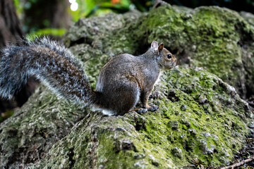 Poster - Closeup of a grey squirrel on green moss in city of San Francisco