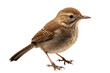 Tiny Songstress Wren Isolated On Transparent Background