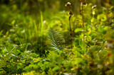 Fototapeta  - Rośliny leśne paprocie w pięknym oświetleniu słonecznym, kompozycja roślinna trawy łąka.
