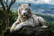 Majestic white tiger resting on a rocky ledge