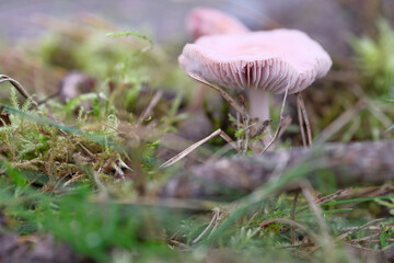 Wall Mural - Laccaria amethystina in forest. Amethyst deceiver, or Amethyst laccaria