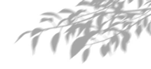 Wall Mural - shadow shade leafs movement relaxing shapes isolate on transparent backgrounds 3d render png
