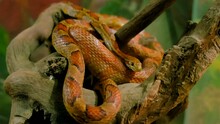 snake in a terrarium under ultraviolet light. Selective focus.