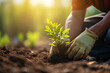 Man planting a young tree in fresh soil, the worker has gloves, close up shot, blured background, morning light. Ai generated