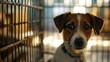 © Neuraldesign - A captured moment of a sorrowful dog within the confines of a shelter enclosure. The concept of caring for animals, the problem of homeless animals.