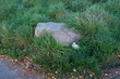 FU 2022-11-01 Weiden 43 Im Gras liegt ein großer Stein