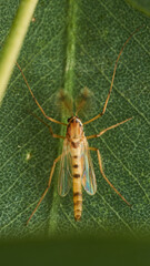 Wall Mural - A brown insect with feathers on its head perched on a green leaf.