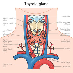 Wall Mural - Human thyroid gland structure diagram hand drawn schematic vector illustration. Medical science educational illustration