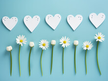 White Hearts With Daisies On Blue Background. Flat Lay, Top View