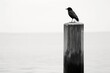  a black and white photo of a bird sitting on top of a pole in front of a body of water.