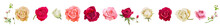 Collection Of White, Pink, Red Rose Heads, Panoramic View. Horizontal Border For Valentine: Rose Flowers, Buds Close-up On White Background. Realistic Romantic Illustration In Watercolor Style, Vector