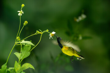 Wall Mural - Beautiful Little Yellow Bird