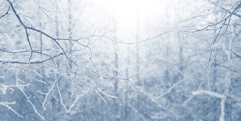 Wall Mural - Winter background with snow-covered birch trees. Winter landscape. Tree branches in the forest in the sun.