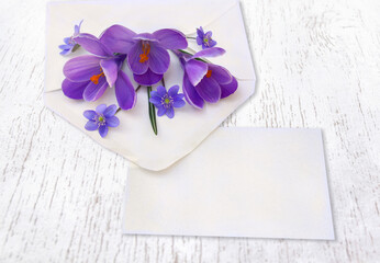 Wall Mural - Spring snowdrops flowers violet crocuses and blue flowers hepatica in postal envelope and blank sheet with space for text on a white wooden background