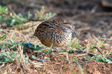 Wall Mural - The barred buttonquail or common bustard-quail (Turnix suscitator)