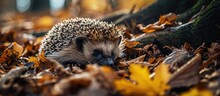 Hedgehog Scientific Name Erinaceus Europaeus Wild Native Hedgehog Curled Into A Ball And Facing Forward In Golden Ferns And Leaves Waking Up From Hibernation Horizontal Copy Space