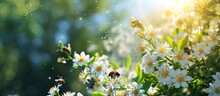 How Beautiful The White Flowers Are Blooming The Honey Bees Are Floating On The Flowers It Looks Very Beautiful Full Of Green Nature Around The Open Sky Is Shining And The Sun Is Around