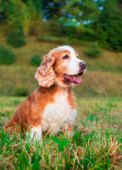 Wall Mural - A dog of the English cocker spaniel breed is sitting sideways on the grass. The hunting dog is nine years old. Training. The photo is vertical and blurry.