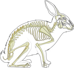 A rabbit skeleton vector illustration