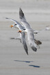 Two royal terns in flight